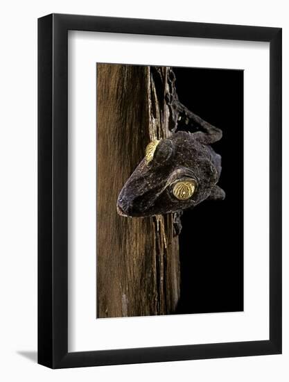 Uroplatus Fimbriatus (Giant Leaf-Tailed Gecko)-Paul Starosta-Framed Photographic Print