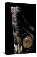 Uroplatus Henkeli (Flat-Tailed Gecko) - Eye-Paul Starosta-Stretched Canvas