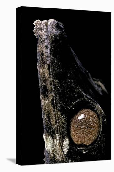 Uroplatus Henkeli (Flat-Tailed Gecko) - Eye-Paul Starosta-Stretched Canvas