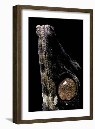 Uroplatus Henkeli (Flat-Tailed Gecko) - Eye-Paul Starosta-Framed Photographic Print