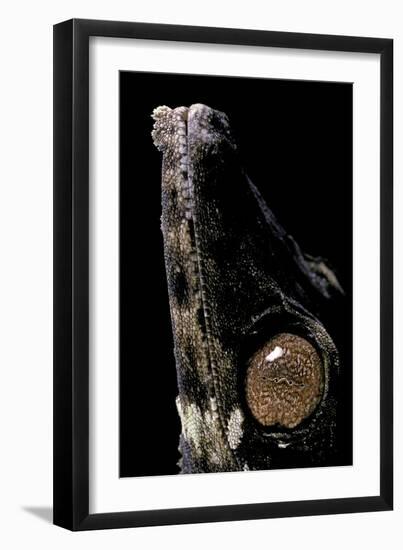 Uroplatus Henkeli (Flat-Tailed Gecko) - Eye-Paul Starosta-Framed Photographic Print