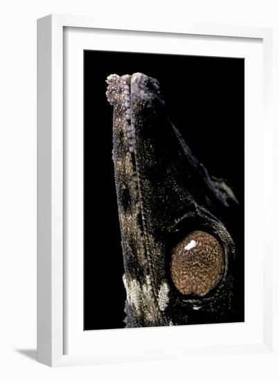 Uroplatus Henkeli (Flat-Tailed Gecko) - Eye-Paul Starosta-Framed Photographic Print