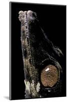 Uroplatus Henkeli (Flat-Tailed Gecko) - Eye-Paul Starosta-Mounted Photographic Print