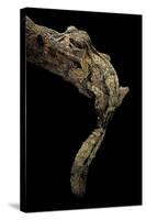 Uroplatus Henkeli (Flat-Tailed Gecko)-Paul Starosta-Stretched Canvas