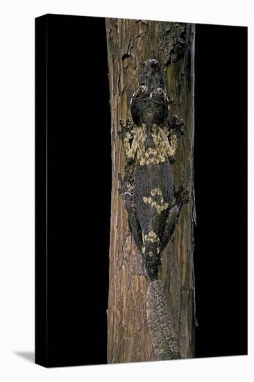 Uroplatus Henkeli (Flat-Tailed Gecko)-Paul Starosta-Stretched Canvas