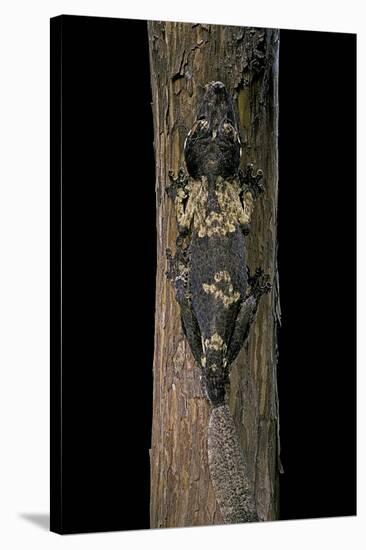 Uroplatus Henkeli (Flat-Tailed Gecko)-Paul Starosta-Stretched Canvas