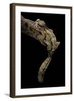 Uroplatus Henkeli (Flat-Tailed Gecko)-Paul Starosta-Framed Photographic Print