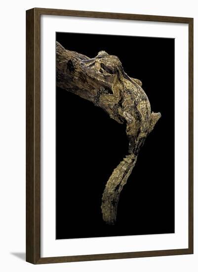 Uroplatus Henkeli (Flat-Tailed Gecko)-Paul Starosta-Framed Photographic Print