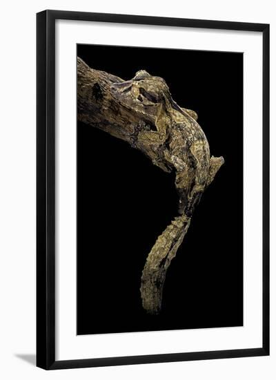 Uroplatus Henkeli (Flat-Tailed Gecko)-Paul Starosta-Framed Photographic Print