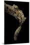 Uroplatus Henkeli (Flat-Tailed Gecko)-Paul Starosta-Mounted Photographic Print