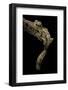 Uroplatus Henkeli (Flat-Tailed Gecko)-Paul Starosta-Framed Photographic Print