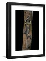 Uroplatus Henkeli (Flat-Tailed Gecko)-Paul Starosta-Framed Photographic Print