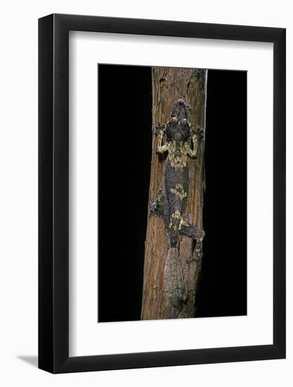 Uroplatus Henkeli (Flat-Tailed Gecko)-Paul Starosta-Framed Photographic Print