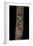 Uroplatus Henkeli (Flat-Tailed Gecko)-Paul Starosta-Framed Photographic Print
