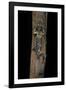 Uroplatus Henkeli (Flat-Tailed Gecko)-Paul Starosta-Framed Photographic Print