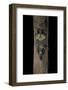 Uroplatus Henkeli (Flat-Tailed Gecko)-Paul Starosta-Framed Photographic Print