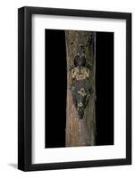 Uroplatus Henkeli (Flat-Tailed Gecko)-Paul Starosta-Framed Photographic Print