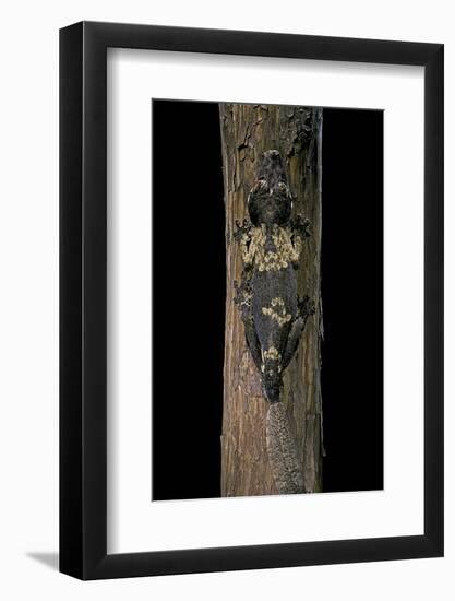 Uroplatus Henkeli (Flat-Tailed Gecko)-Paul Starosta-Framed Photographic Print