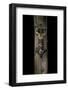 Uroplatus Henkeli (Flat-Tailed Gecko)-Paul Starosta-Framed Photographic Print