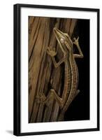 Uroplatus Lineatus (Lined Flat-Tailed Gecko)-Paul Starosta-Framed Photographic Print