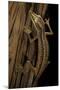 Uroplatus Lineatus (Lined Flat-Tailed Gecko)-Paul Starosta-Mounted Photographic Print