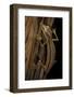 Uroplatus Lineatus (Lined Flat-Tailed Gecko)-Paul Starosta-Framed Photographic Print