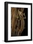 Uroplatus Lineatus (Lined Flat-Tailed Gecko)-Paul Starosta-Framed Photographic Print