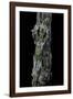 Uroplatus Sikorae (Mossy Leaf-Tailed Gecko)-Paul Starosta-Framed Photographic Print