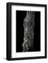 Uroplatus Sikorae (Mossy Leaf-Tailed Gecko)-Paul Starosta-Framed Photographic Print