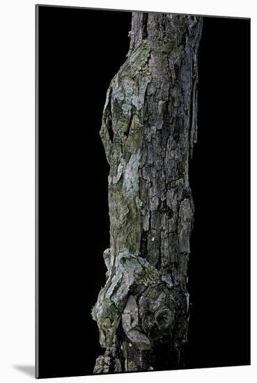 Uroplatus Sikorae (Mossy Leaf-Tailed Gecko)-Paul Starosta-Mounted Photographic Print