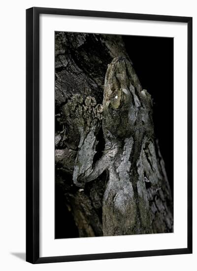 Uroplatus Sikorae (Mossy Leaf-Tailed Gecko)-Paul Starosta-Framed Photographic Print