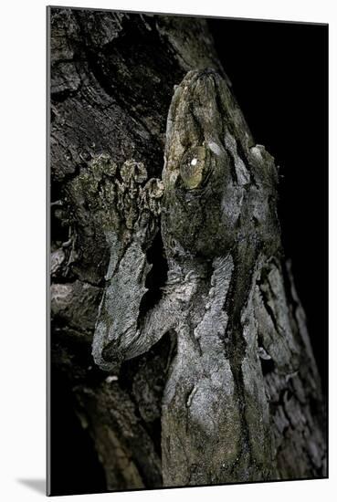 Uroplatus Sikorae (Mossy Leaf-Tailed Gecko)-Paul Starosta-Mounted Photographic Print