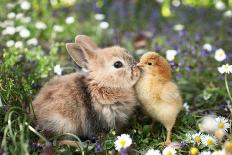 Gray Rabbit Bunny Baby and Yellow Chick-UroshPetrovic-Photographic Print