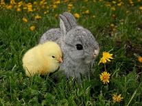 Gray Rabbit Bunny Baby and Yellow Chick-UroshPetrovic-Photographic Print