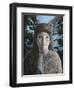 Ursa Minor-Jamin Still-Framed Giclee Print