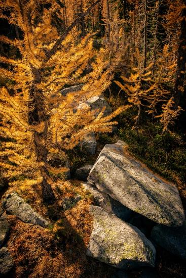 Premium Photographic Print, , large