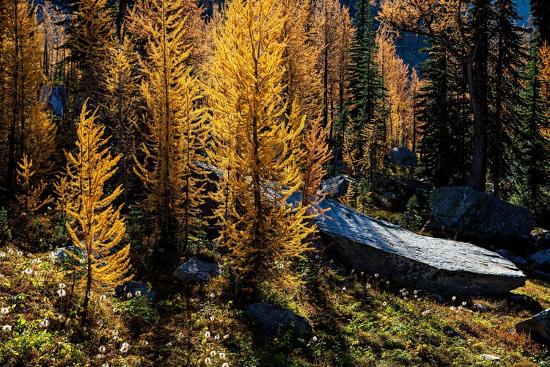 Premium Photographic Print, , large