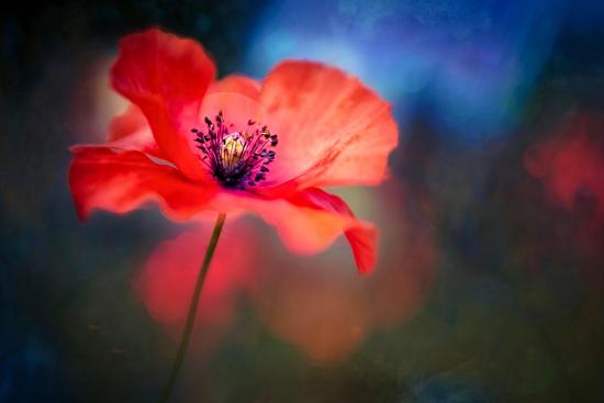 Premium Photographic Print, , large