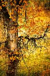 An Autumn Song-Ursula Abresch-Photographic Print