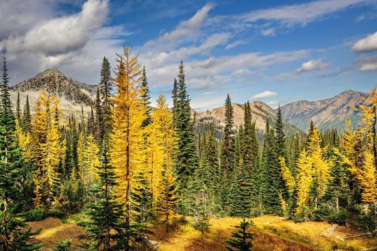 Premium Photographic Print, , large