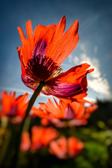 Premium Photographic Print, , large