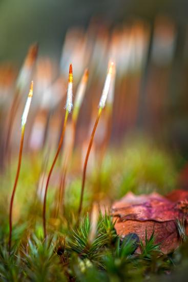 Premium Photographic Print, , large
