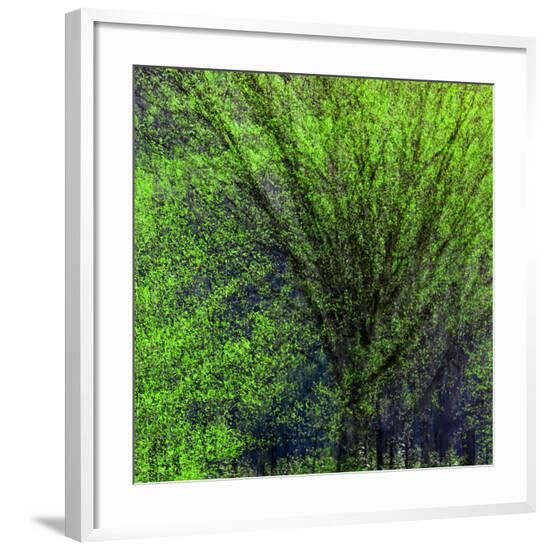 Framed Photographic Print, , large