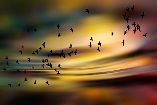 Photographic Print, , large