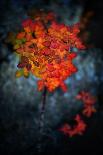 Autumn Walk-Ursula Abresch-Framed Premium Photographic Print