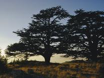 Cedars of Lebanon at the Foot of Mount Djebel Makhmal Near Bsharre, Lebanon, Middle East-Ursula Gahwiler-Photographic Print