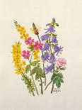 Holly, Winter Jasmine, Heath and Mistletoe-Ursula Hodgson-Mounted Giclee Print