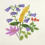Harebells and Other Wild Flowers-Ursula Hodgson-Giclee Print