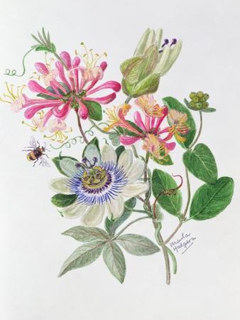 Honeysuckle and Passion Flower