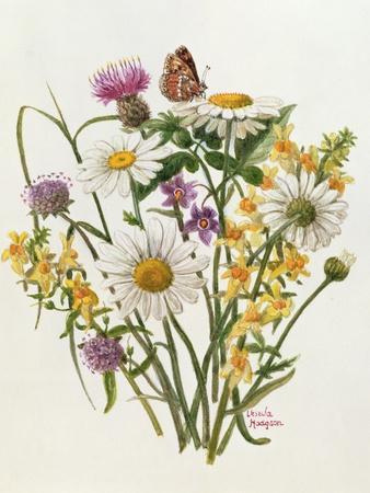 Knapweed, Ox-Eye Daisy and Toad Flax